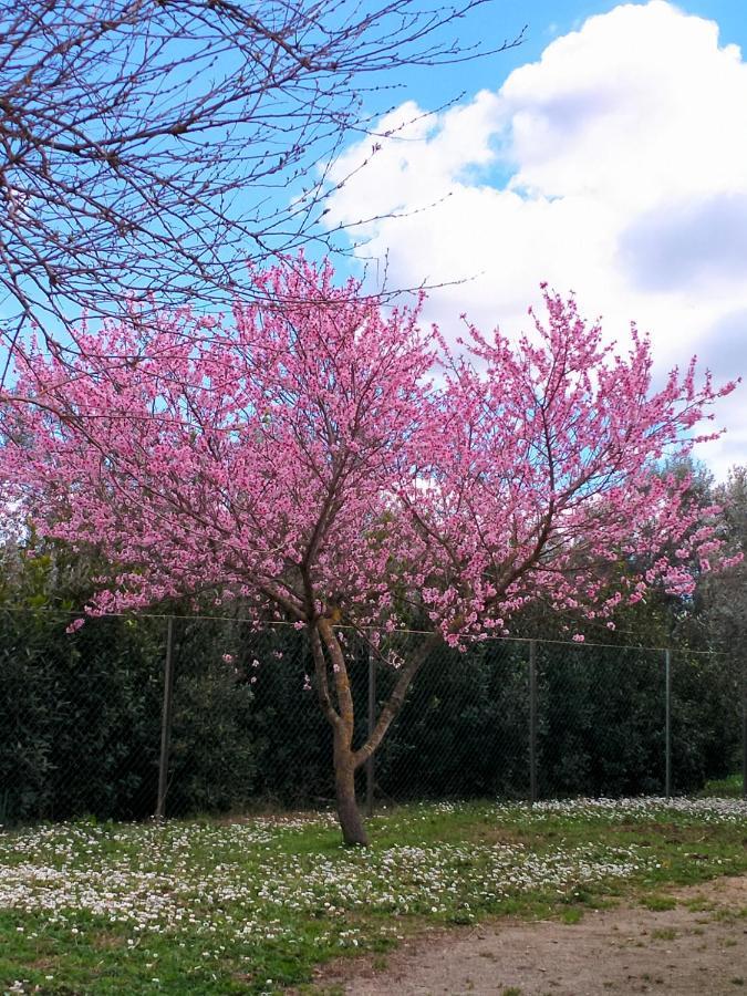 Agriturismo Lungo Albegna Manciano Bagian luar foto