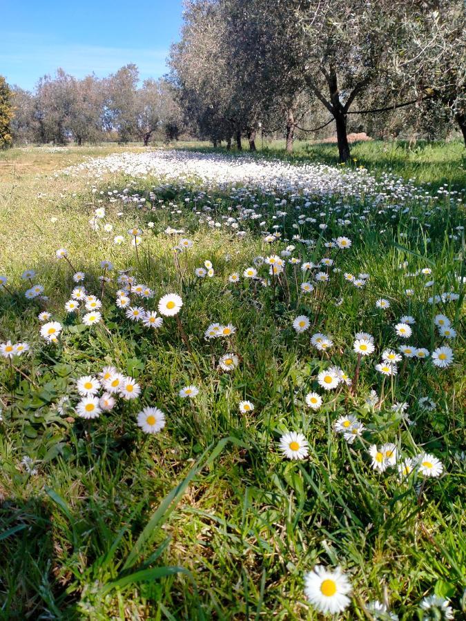 Agriturismo Lungo Albegna Manciano Bagian luar foto