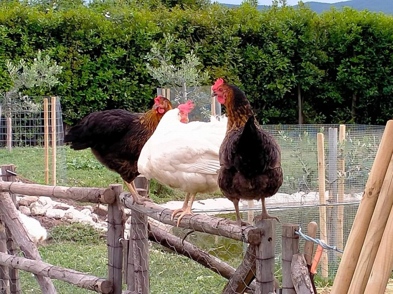 Agriturismo Lungo Albegna Manciano Bagian luar foto