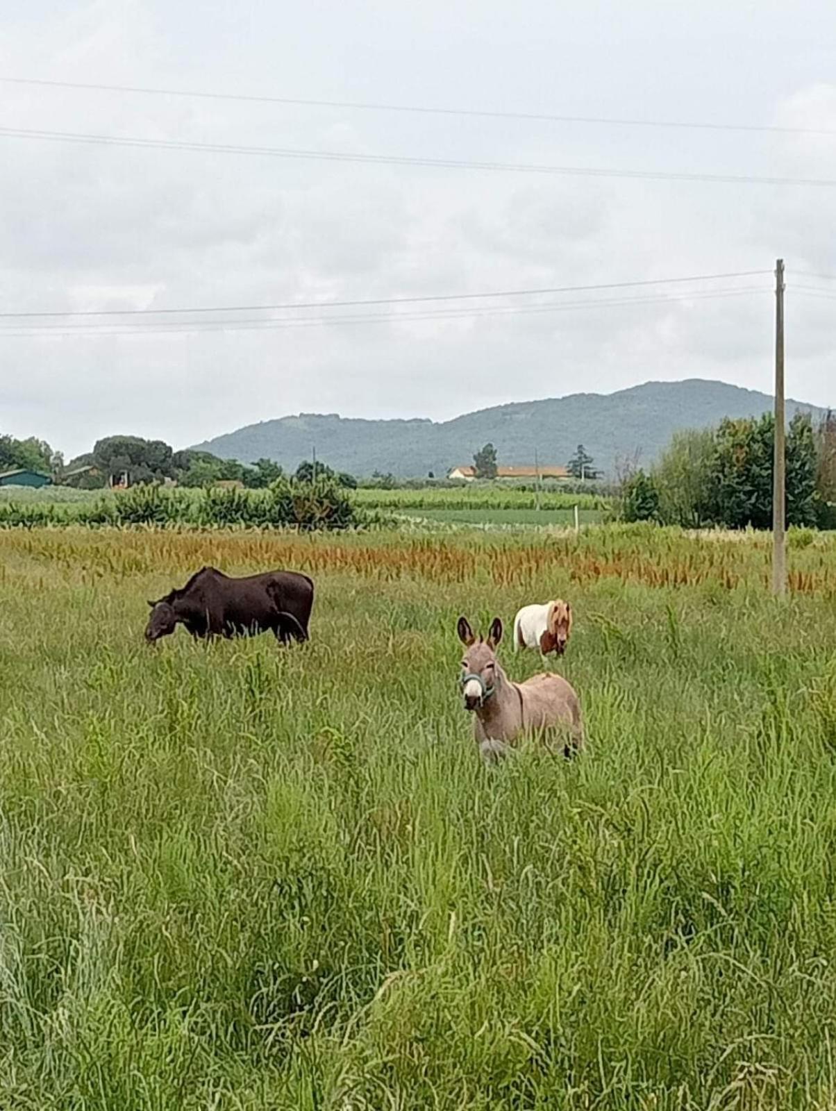 Agriturismo Lungo Albegna Manciano Bagian luar foto